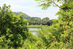 Mai Po Wetland Nature Reserve Natural View 